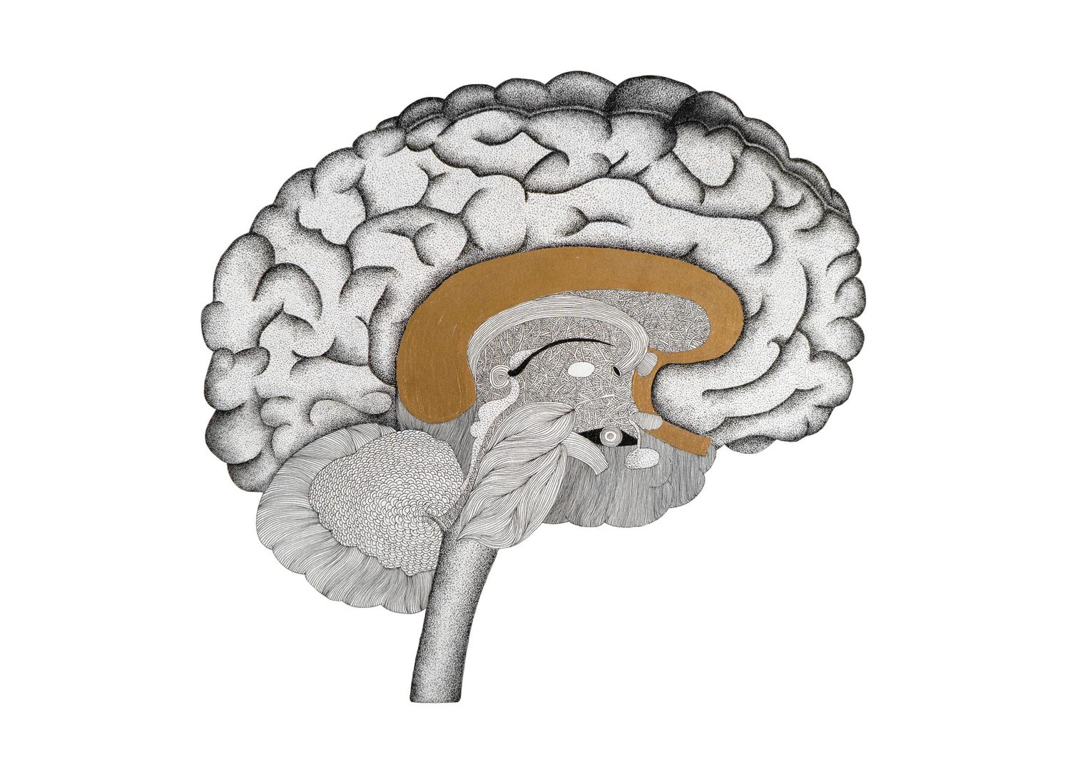 Sagittal section of a brain in stippled ink with the corpus callosum filled in copper