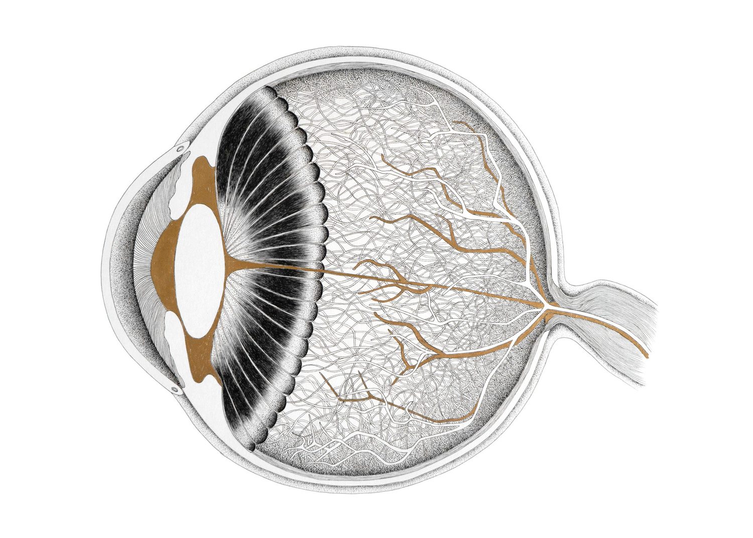 Cross-section of an eyeball in stippled ink, the lens in copper and retinal vessels branching across the sphere