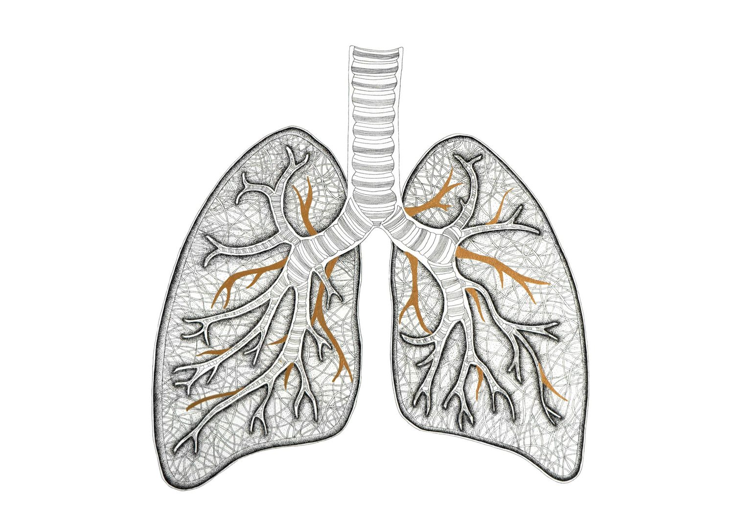 A pair of lungs in stippled ink with the bronchial tree traced in copper